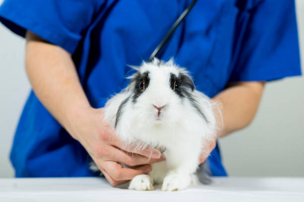 istock Listening to a Rabbits Heart 1222276251