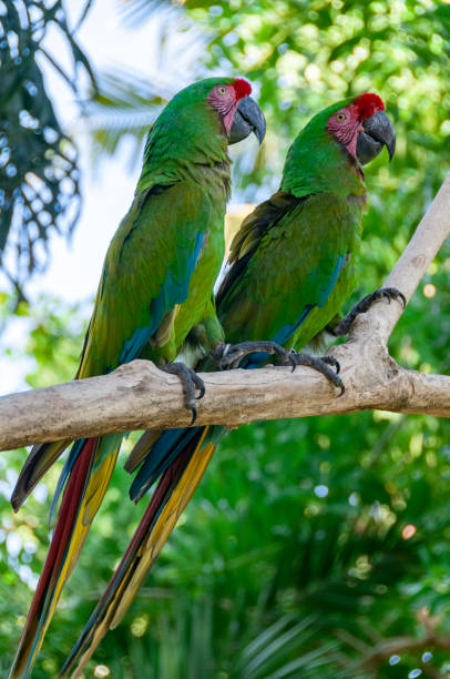 istock Green parrots Bird Park Bali Indonesia 1222276339