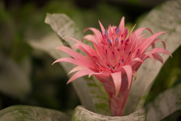 istock Bromeliad with pink flower. Aechmea fasciata. 1222276424