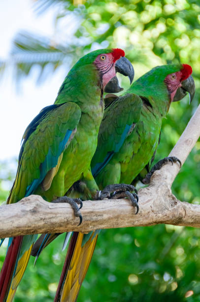 istock Green parrots Bird Park Bali Indonesia 1222277123