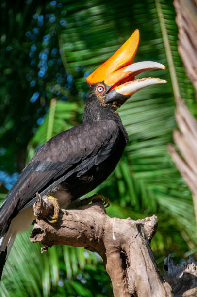 istock Toucan Bird Park Bali Indonesia 1222277282