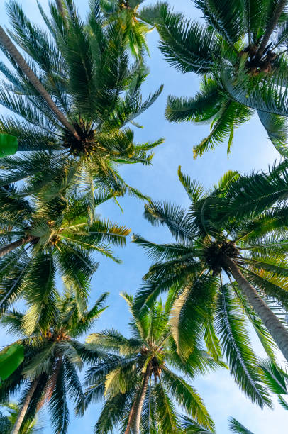 istock Palm tree plantation Bali Indonesia 1222277294