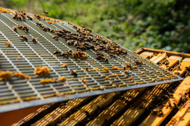 istock The beekeeper holds a honey cell with bees in his hands. 1222277355