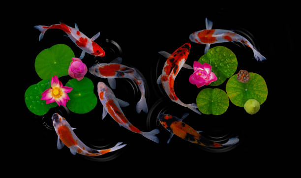 istock Koi fish swim with Nymphaea nelumbo flowers in bloom 1222277576
