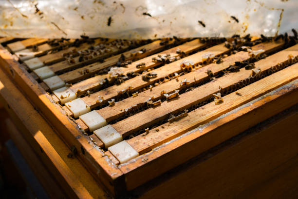 istock The beekeeper holds a honey cell with bees in his hands. 1222278383