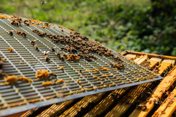 istock The beekeeper holds a honey cell with bees in his hands. 1222278800