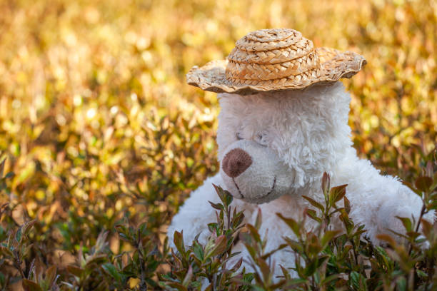 image of toy bear hat garden