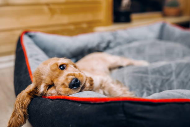 Cocker spaniel puppy at the basket