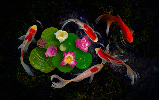 Yin yang koi fish  swim with Nymphaea nelumbo flowers in bloom