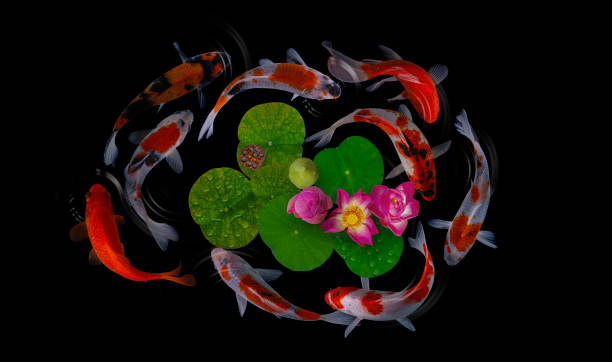 istock Koi fish swim with Nymphaea nelumbo flowers in bloom 1222279109