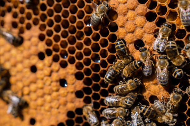 istock The beekeeper holds a honey cell with bees in his hands. 1222279145