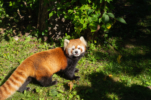 Portrait of Red Panda