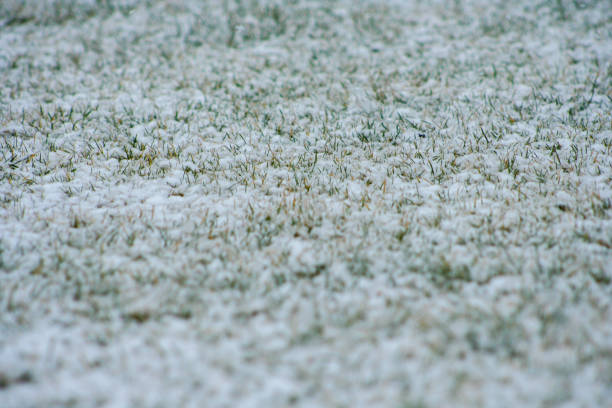 istock Grass covered snow. Copyspace background. Natural beauty. 1222281698