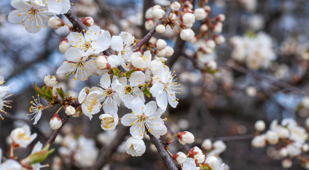 istock White cherry flowers on twig. Flowering Cherry branch. Isolated on white background without shadow. Cherry spray with blooming white flowers. 1222283010