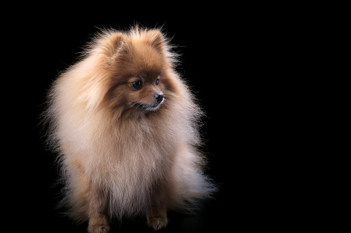 Pomeranian dog at the pet grooming salon