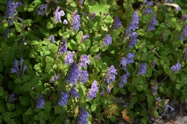 Skull cap(Scutellaria indica) flowers / Lamiaceae prennial plant