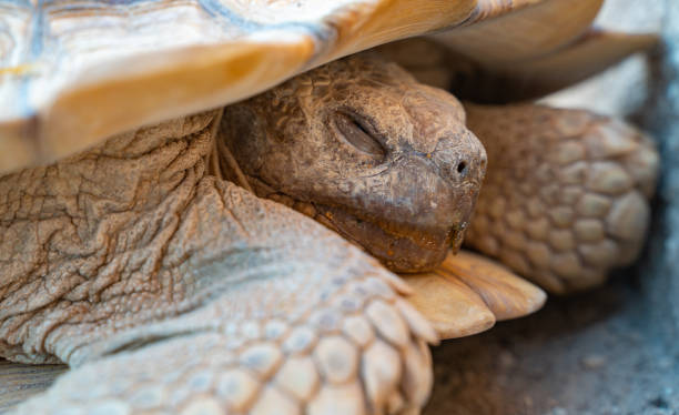 el plano de cerca de la tortuga del desierto (gopherus agassizii y gopherus morafkai), también conocidocomo tortugas del desierto, son dos especies de tortugas. tortuga del desierto también conocida como tortuga del desierto - mojave rattlesnake fotografías e imágenes de stock