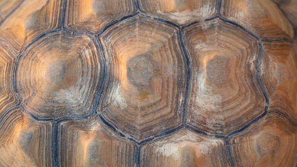 primo colpo di tartaruga del deserto (gopherus agassizii e gopherus morafkai), note anche come tartarughe del deserto, sono due specie di tartaruga. tartaruga del deserto noto anche come tartaruga del deserto - desert tortoise foto e immagini stock