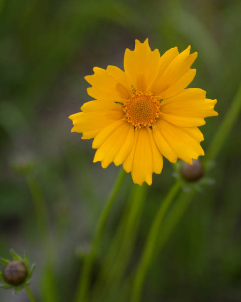 Lance-leaved Coreopsis stock photo