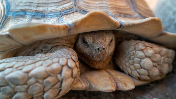 el plano de cerca de la tortuga del desierto (gopherus agassizii y gopherus morafkai), también conocidocomo tortugas del desierto, son dos especies de tortugas. tortuga del desierto también conocida como tortuga del desierto - mojave rattlesnake fotografías e imágenes de stock