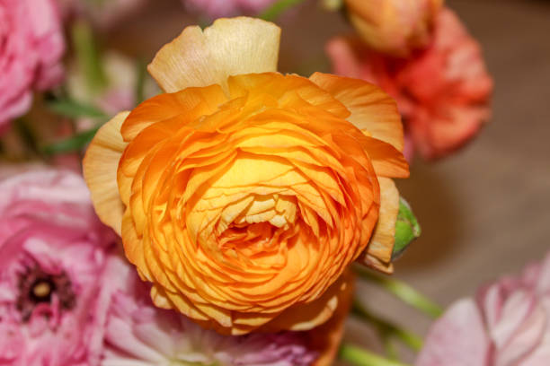 Buttercup (lat. Ranúnculus). A bouquet of bright flowers (pink, yellow, white) in a glass vase. Orange is in the foreground. Complex inflorescences. Spring gentle mood.
