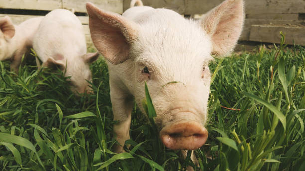 yorkshire piglets grazing en pigpen durante la crisis pandémica - livestock pink agriculture nature fotografías e imágenes de stock