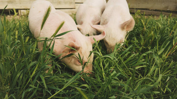 Yorkshire Piglets Grazing in Pigpen During Pandemic Crisis Piglets Grazing in Pigpen Together in Western USA  (3840 ×2160 photos professionally retouched - Lightroom / Photoshop) duroc pig stock pictures, royalty-free photos & images