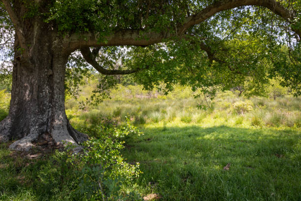 istock Huge old tree with abundant shade in lush grass, sunny meadow beyond 1222284454