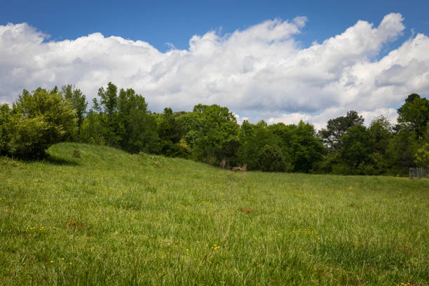 istock Gently rolling green meadow with treeline behind, clouds and blue sky beyond 1222284489
