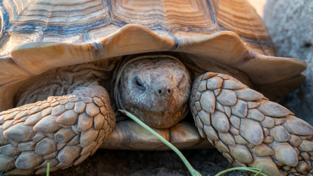 el plano de cerca de la tortuga del desierto (gopherus agassizii y gopherus morafkai), también conocidocomo tortugas del desierto, son dos especies de tortugas. tortuga del desierto también conocida como tortuga del desierto - mojave rattlesnake fotografías e imágenes de stock