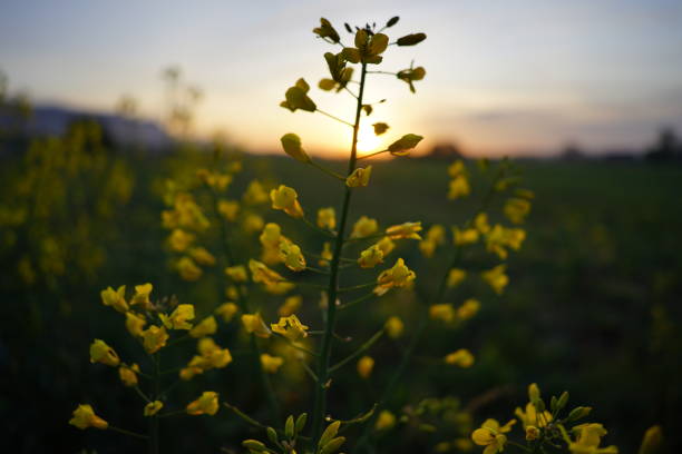 istock Yellow flowers in gren field. Switzerland 1222284596
