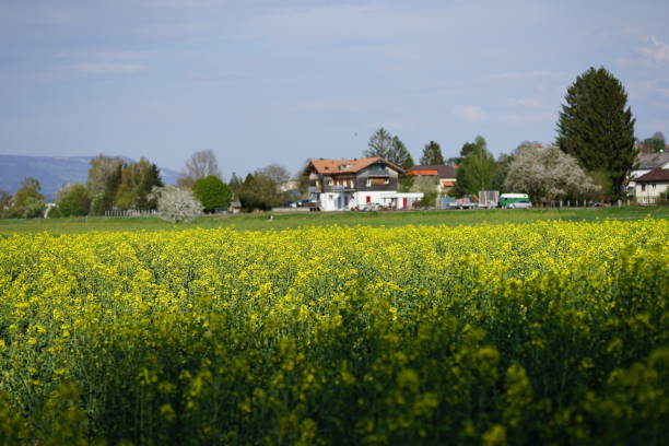 istock Yellow flowers in gren field. Switzerland 1222284620