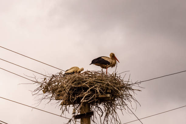 Storks in nest on a high electric pole