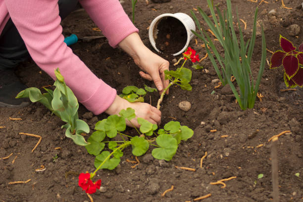 istock Planting flowers in the open ground 1222287519
