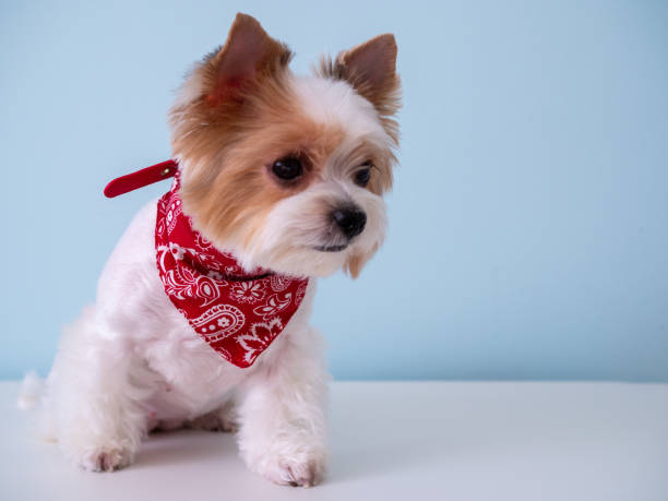 istock Cute puppy dog biewer Yorkshire terrier with red collar on blue background 1222288549