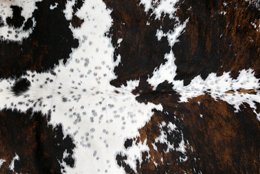 textura completa de piel de vaca blanca y marrón enmarcada photo