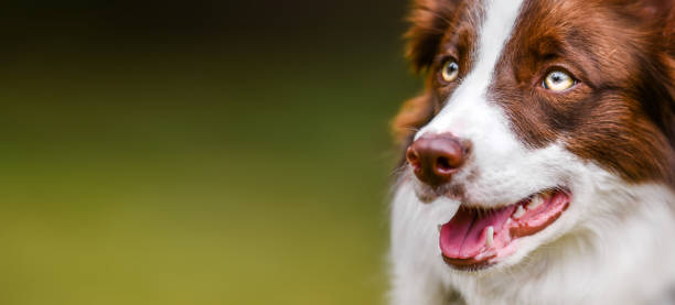 Border collie dog portrait detail, banner and copy space for text. stock photo