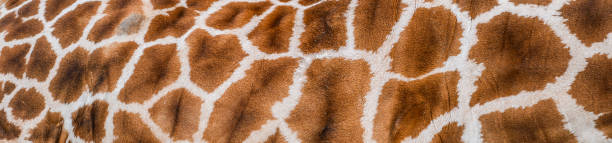 istock Real giraffe skin or background texture fur. 1222289663
