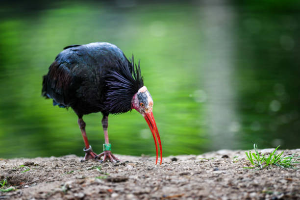 istock The northern bald ibis bird or waldrapp 1222289688