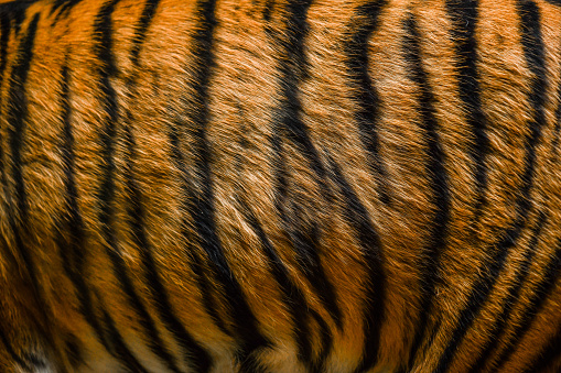 Detail of real tiger skin or fur texture background wide panorama.