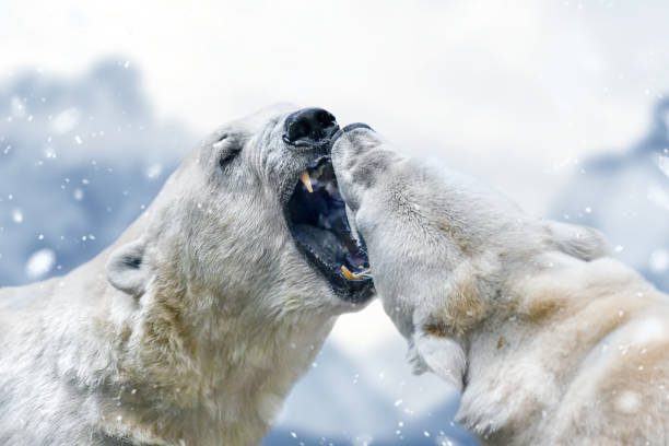 белые медведи бороться подробно. урсус маритимус. - polar bear young animal isolated cub стоковые фото и изображения