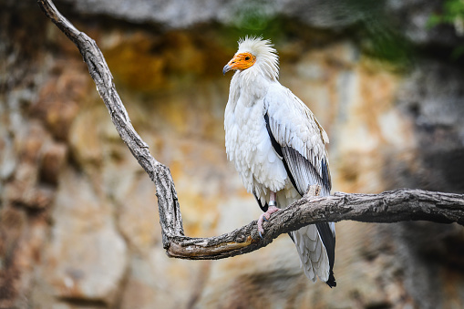 Egyptian Vulture on rustic wooden stump in natural habitat. (Neophron percnopterus)