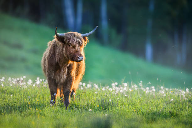 istock Highland cattle on green meadow or natural habitat. 1222289723