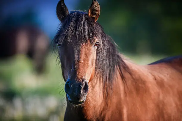 Photo of The Hucul or Carpathian horse is breed originally from the Carpathian Mountains