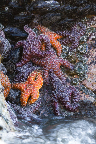 178 Intertidal Zone Stock Photos, Pictures & Royalty-Free Images - iStock |  Zooplankton, Whales, Tidal power
