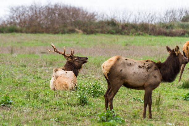 istock Roosevelt Elk in the Oregon Coast 1222291266
