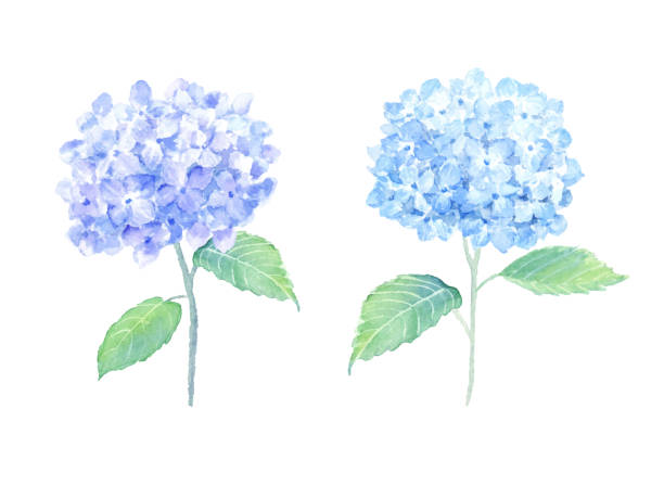 illustrazioni stock, clip art, cartoni animati e icone di tendenza di illustrazione ad acquerello del set di ortensie. - ortensia