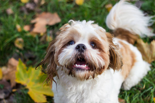 istock Cute Shitzu puppy in the park 1222292354