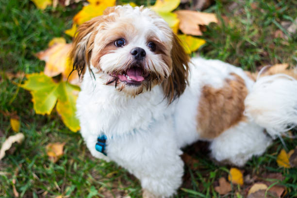 istock Cute Shitzu puppy in the park 1222292470