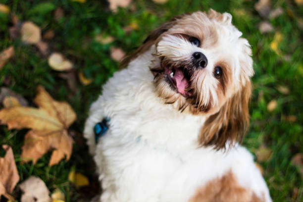 istock Cute Shitzu puppy in the park 1222292559